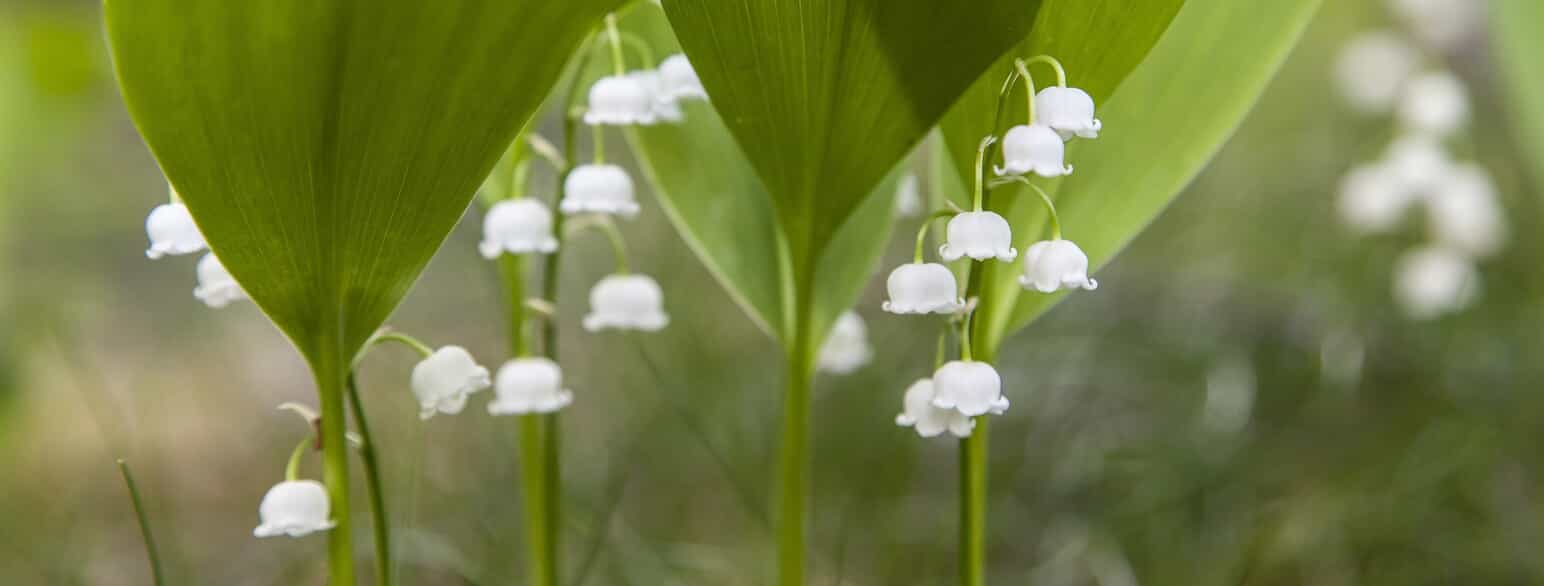 Blomstrende liljekonvaller (Convallaria majalis)