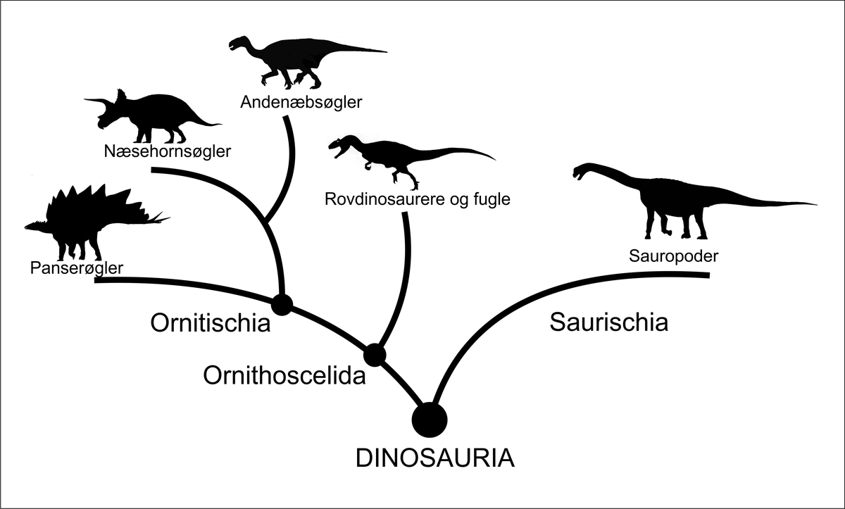 dinosaurer - Læs om evolution, størrelse og uddøen - lex.dk