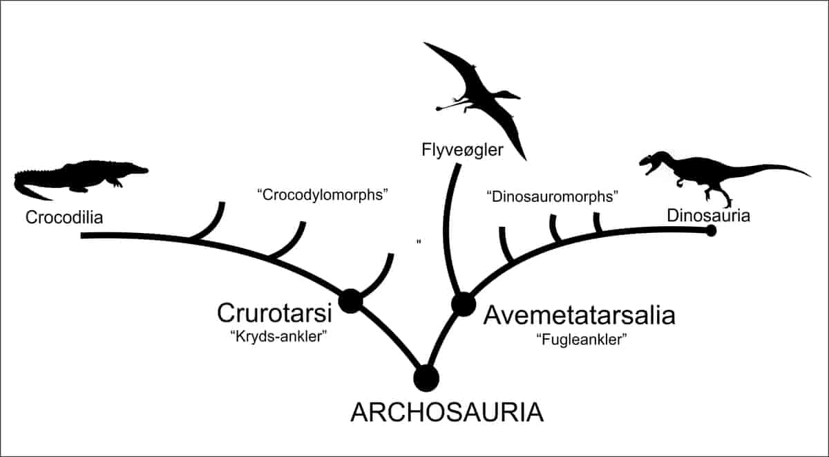 Slægskabsdiagram over Archosaurerne. Den ene gren Crurotarsi indeholder krokodillerne og en masse uddøde krokodillelignede former. Den enden gren Avemetatarsalia indeholder flyveøgler og Dinosauria