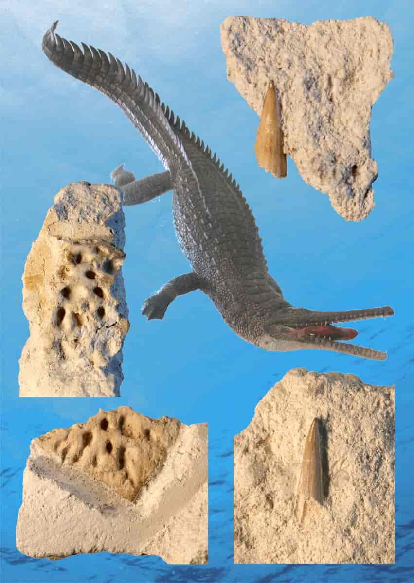 Thoracosaurus model og fossiler
