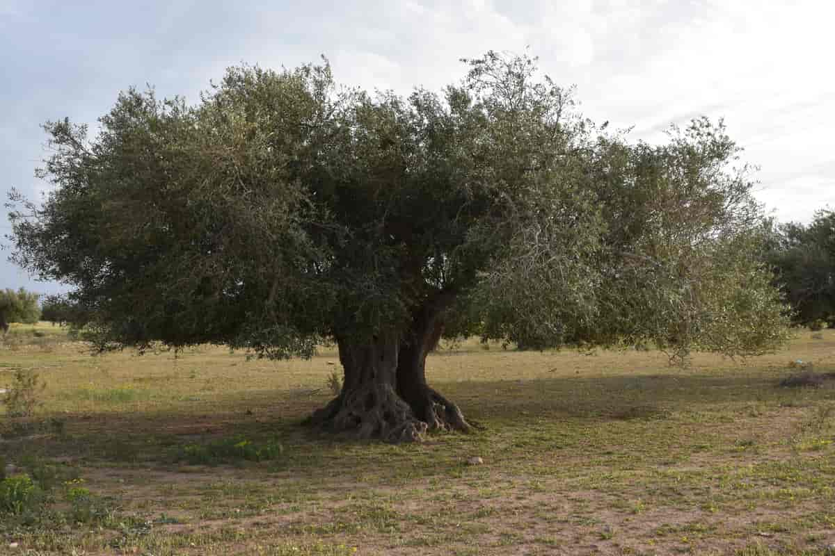 Tunesisk oliventræ