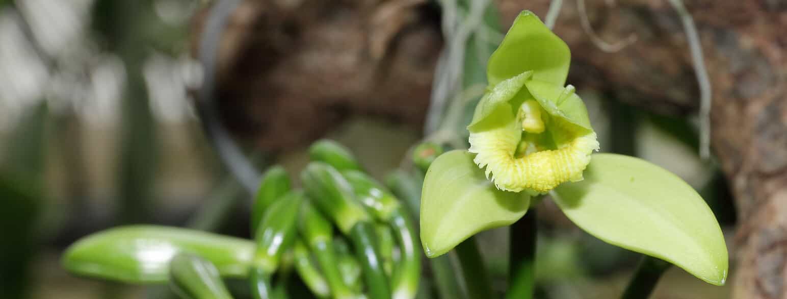 Blomstrende ægte vanilje (Vanilla planifolia) i Göteborgs botaniske have