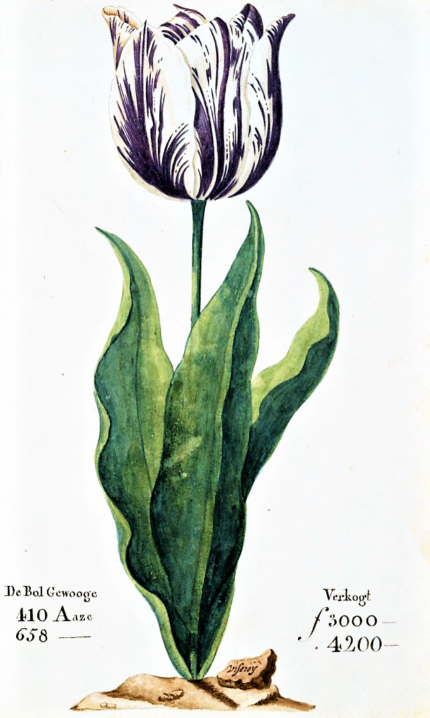 Tulipan, 1637
