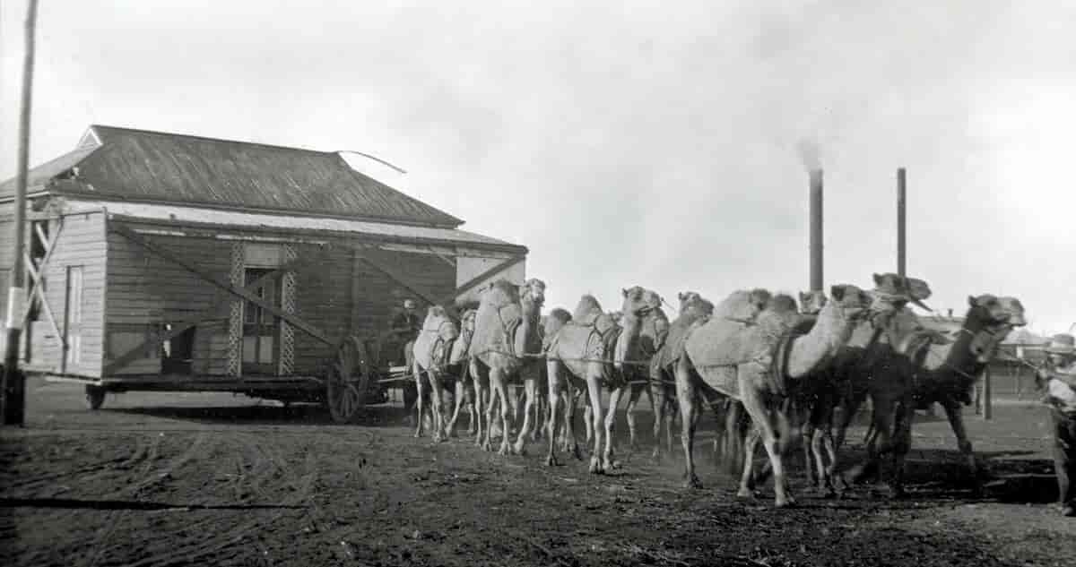 Camel Train Kalgoorlie 1928