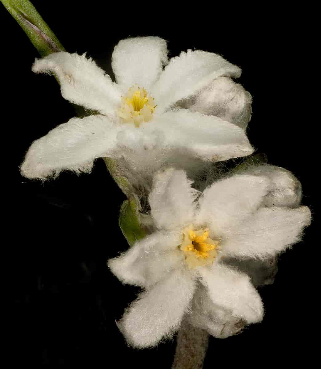 Haemodoraceae