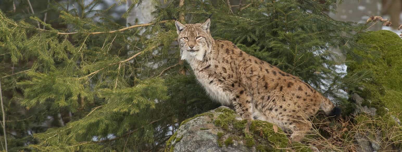 Almindelig los (Lynx lynx) i Nationalpark Bayerischer Wald, Tyskland