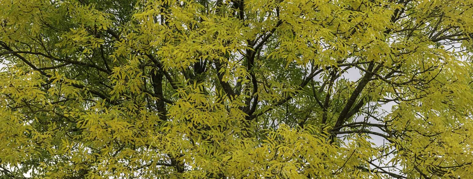 Almindelig ask (Fraxinus excelsior) med gult efterårsløv