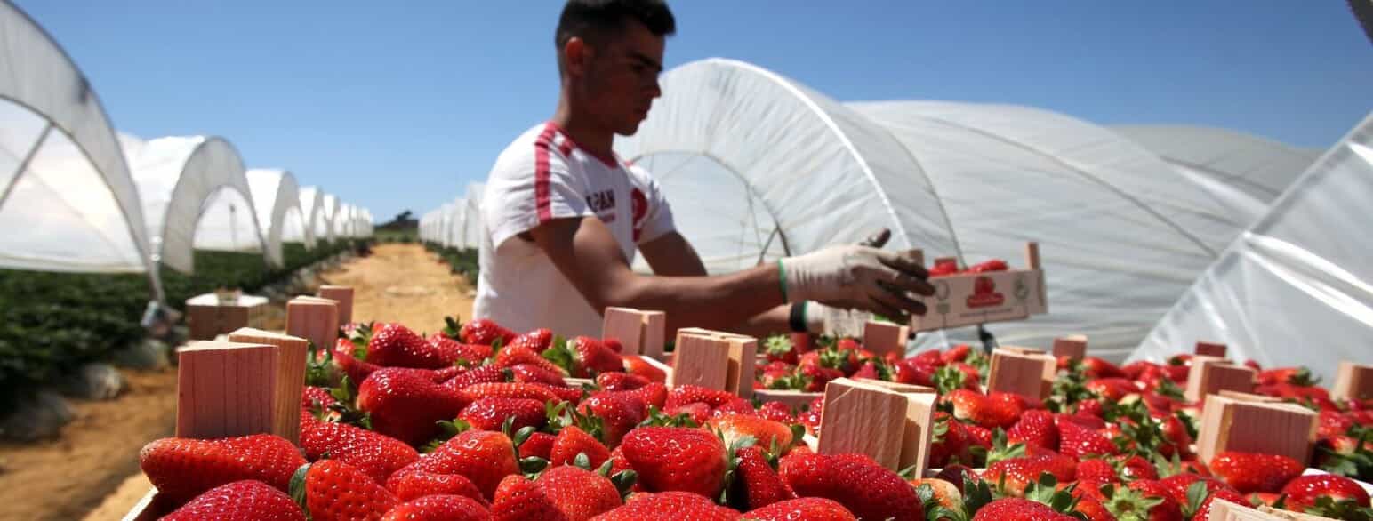 En rumænsk sæsonarbejder i en af Huelva-regionens mange jordbærplantager.