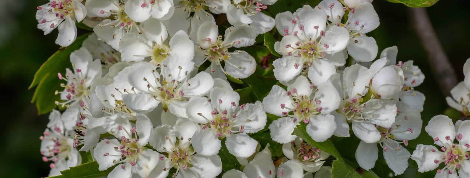 Blomster af engriflet hvidtjørn (Crataegus monogyna)
