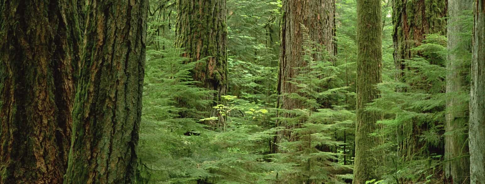 Gammel bevoksning af douglasgraner (Pseudotsuga menziesii) på Vancouver Island i British Columbia, Canada