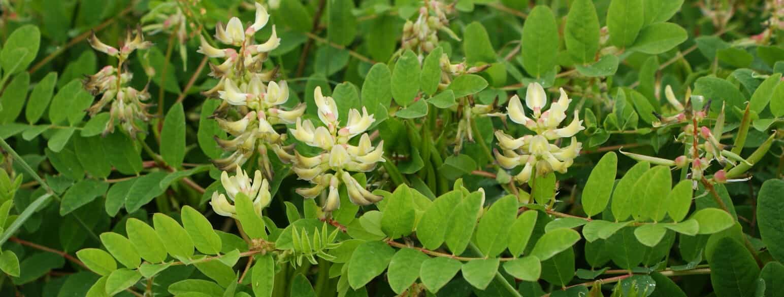 Sød astragel (Astragalus glycyphyllos) er almindelig i den østlige del af Danmark. Den blomstrer i juni-juli.