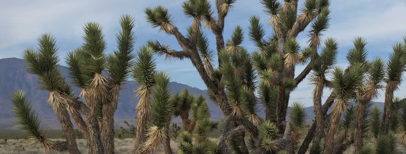 Yucca brevifolia er udbredt fra Utah til det sydlige Californien og det nordlige Mexico. Den kaldes også Joshua Tree