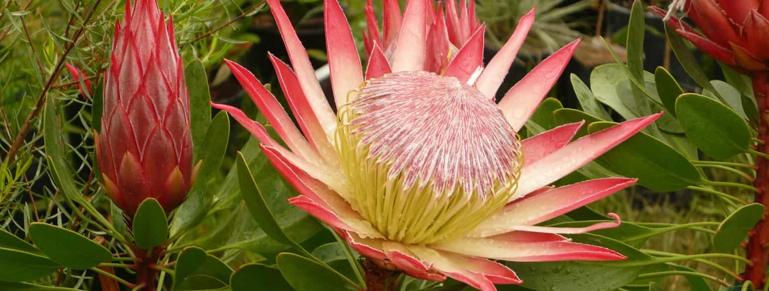 Protea cynaroides dyrkes ofte som snitblomst. Den er udbredt i den sydlige Kapprovins i Sydafrika