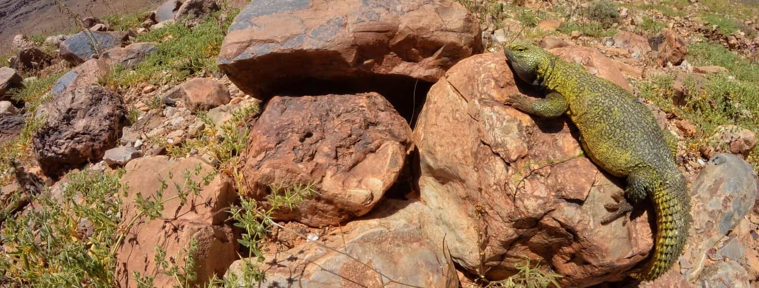 En marokkansk tornhaleagam (Uromastyx nigriventris) soler sig på en sten i Marokko