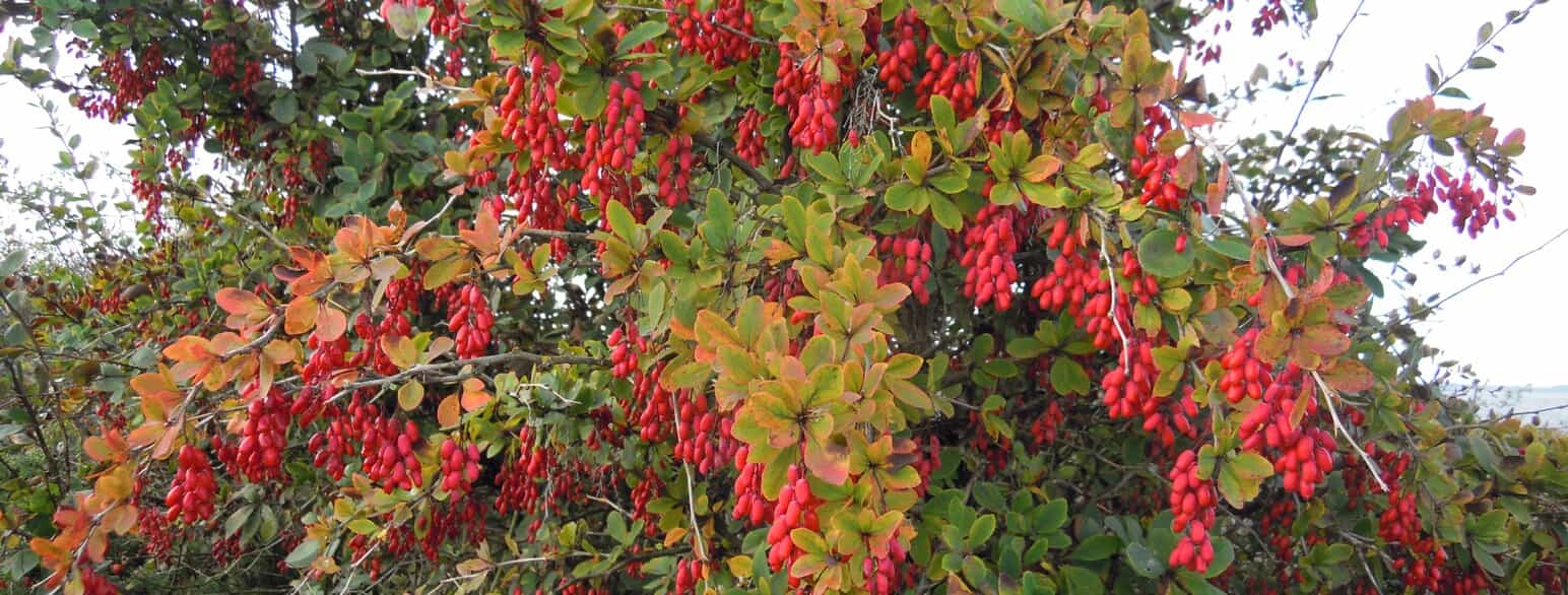 Almindelig berberis (Berberis vulgaris) i begyndende høstfarver og med røde bær