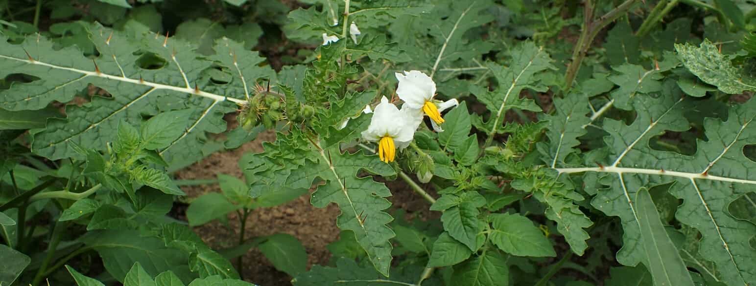 Solanum sisymbriifolium er en kraftigt tornet natskygge fra tropisk Sydamerika.