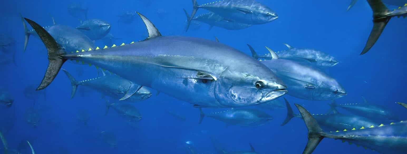 Atlantisk tun (Thunnus thynnus) optræder i stigende omfang i danske farvande