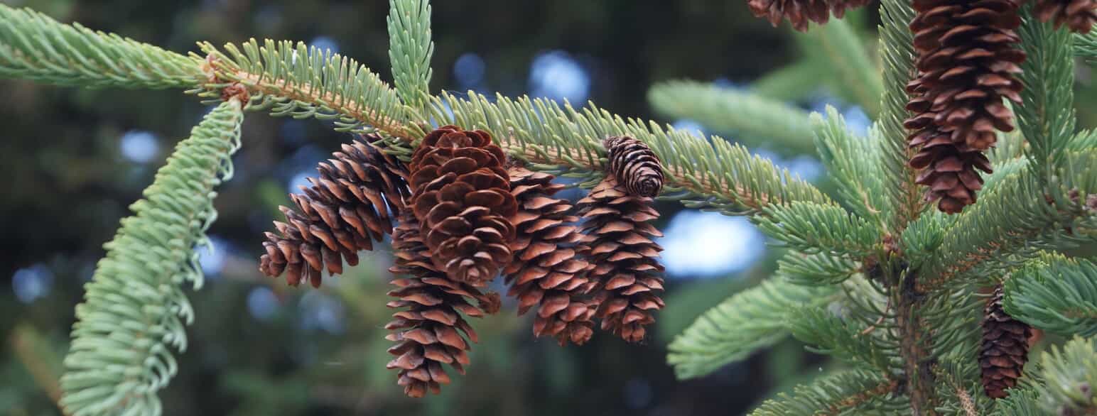 Hvidgran (Picea laxa) er udbredt fra Alaska til det nordlige USA