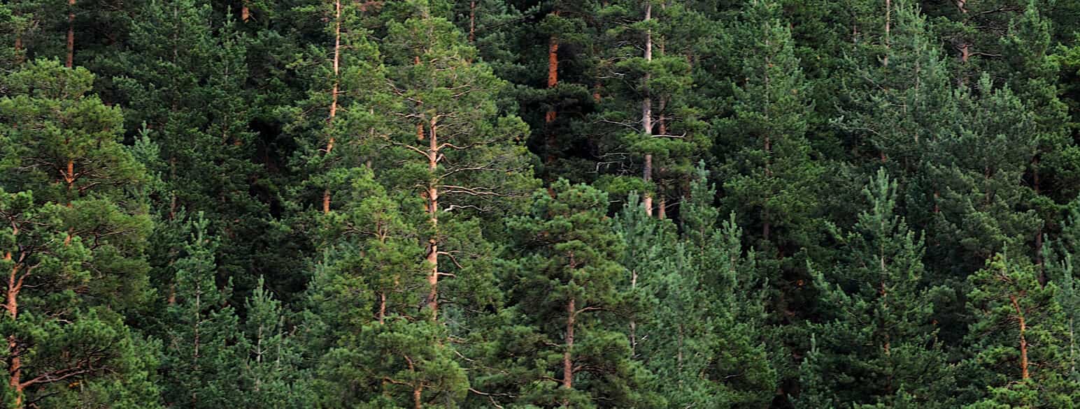 Skov af skovfyr (Pinus sylvestris) i Erzurum i det nordøstlige Tyrkiet
