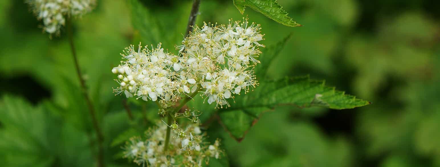 Blomstrende almindelig mjødurt (Filipendula ulmaria)