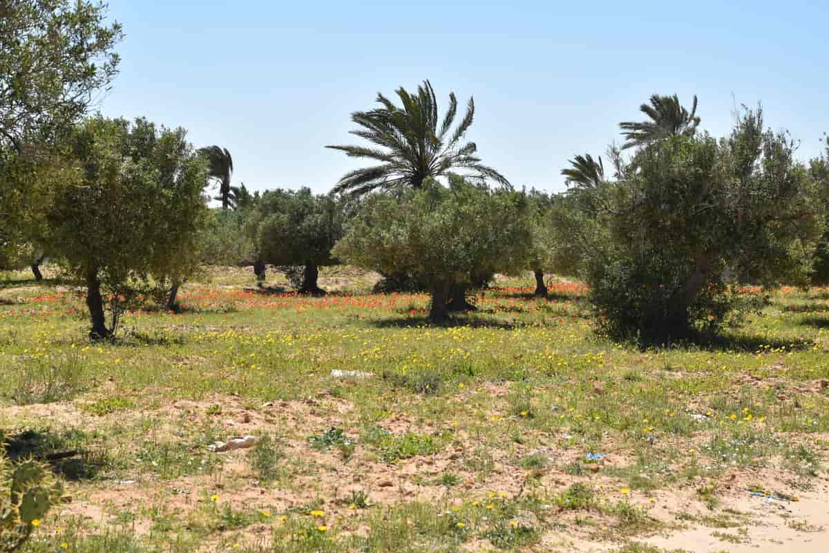 Oliventræer og landbrug på Jerba