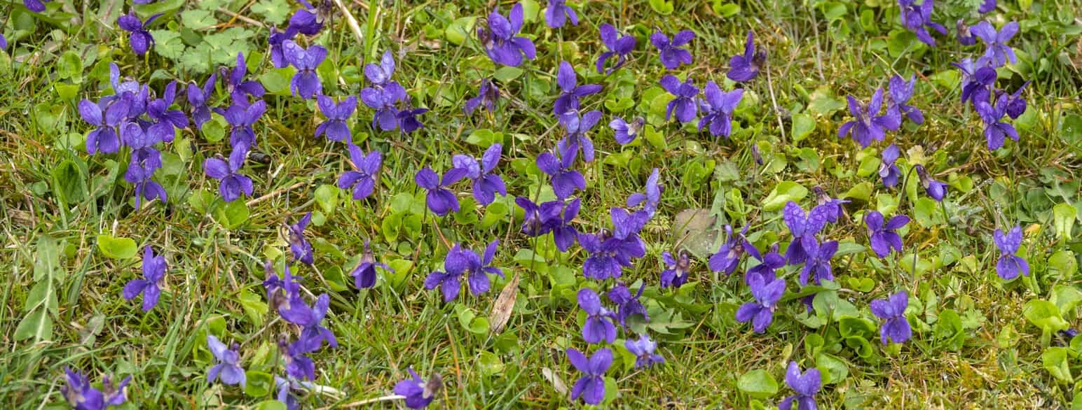 Martsvioler (Viola odorata) i en græsplæne