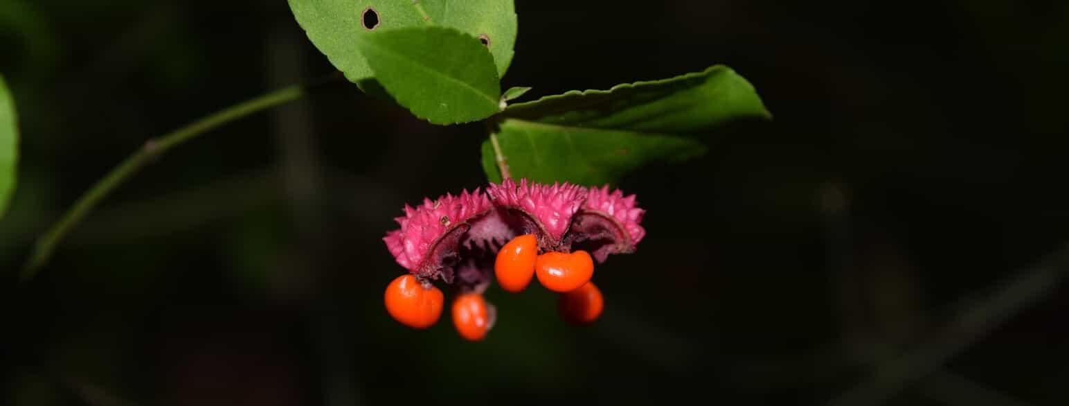 Euonymus americanus er en benved fra det østlige USA. Lokalt kaldes den strawberry bush 'jordbærbusk' pga. sine jordbærlignende frugter