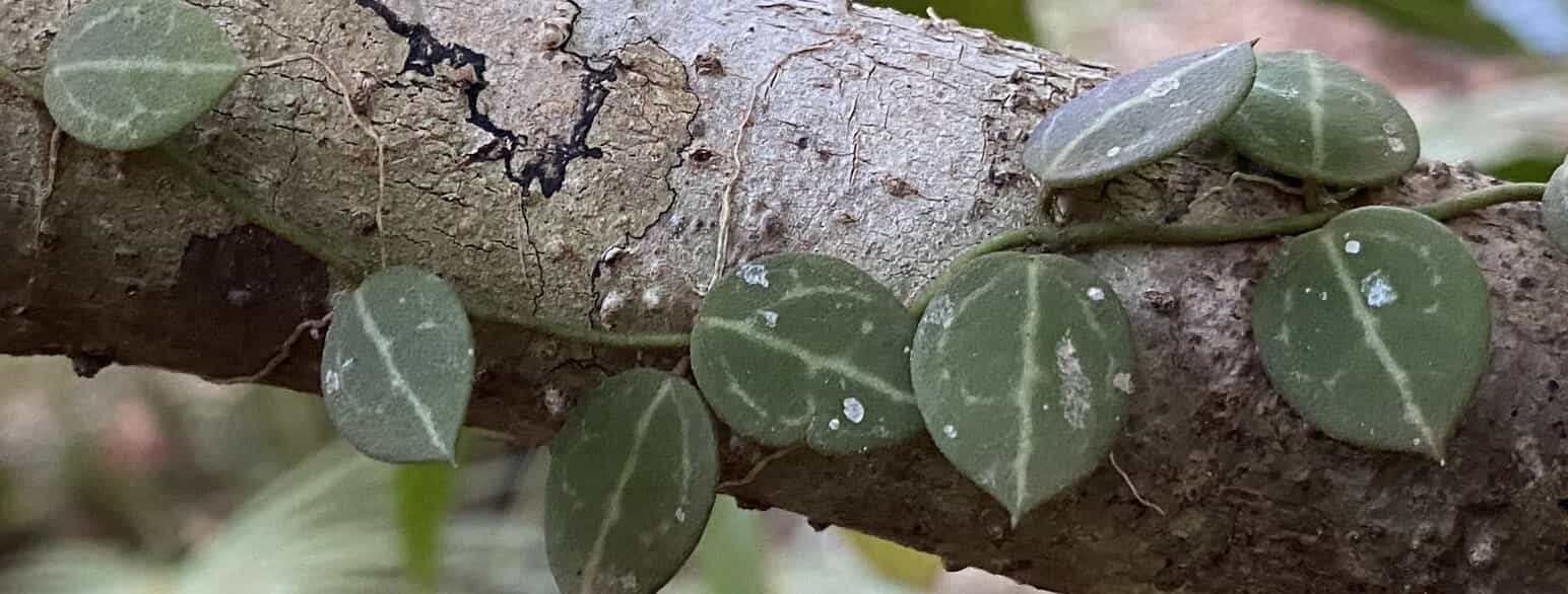 Dischidia ovata fra Ny Guinea og Queensland, Australien, dyrkes af og til som stueplante