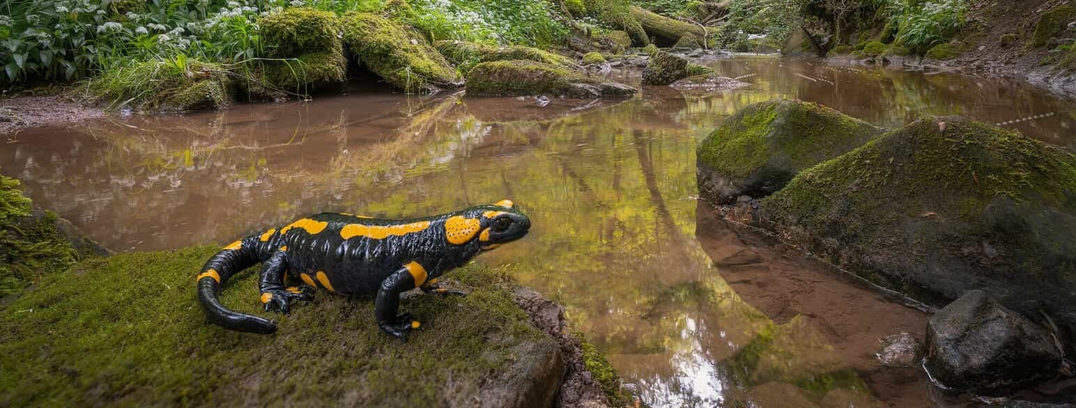 Ildsalamander (Salamandra s. terrestris) ved et vandløb i Baden-Württemberg, Tyskland
