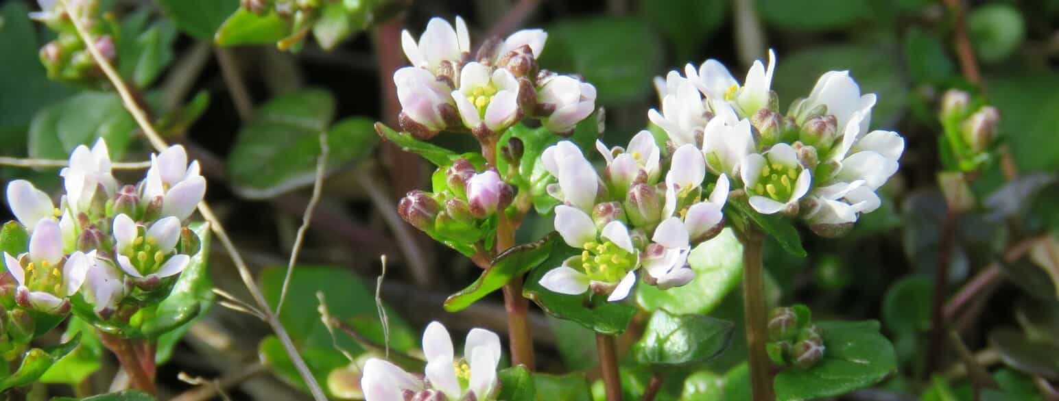 Dansk kokleare (Cochlearia danica) blomstrer fra april til juni