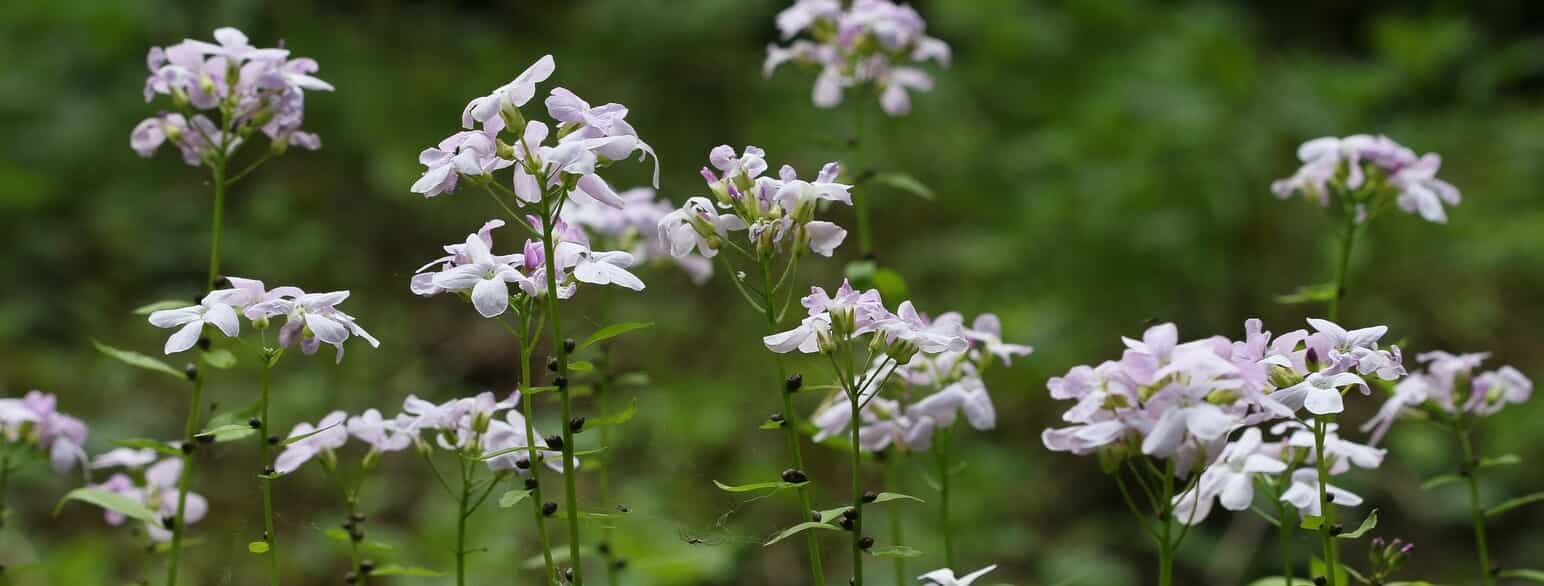 Blomstrende tandrod (Cardamine bulbifera).
