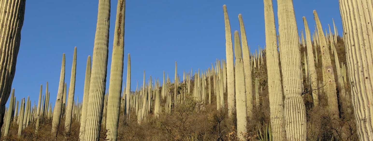 Søjlekaktus (Cephalocereus columna-trajani) i højlandsørkenen ved Tehuacan og Zapotitlán Salinas, Puebla