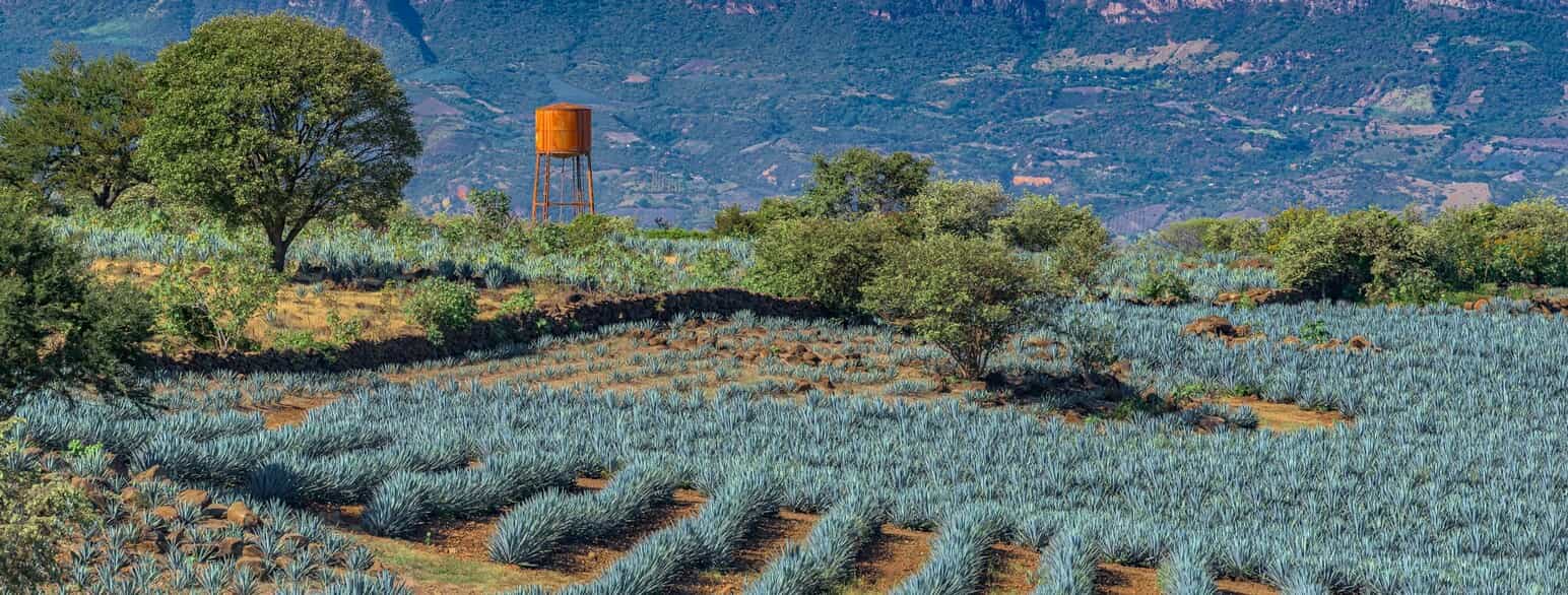 Mark med blå agaver (Agave tequilana) ved El Arenal i Jalisco. Agaverne udnyttes til produktion af tequila
