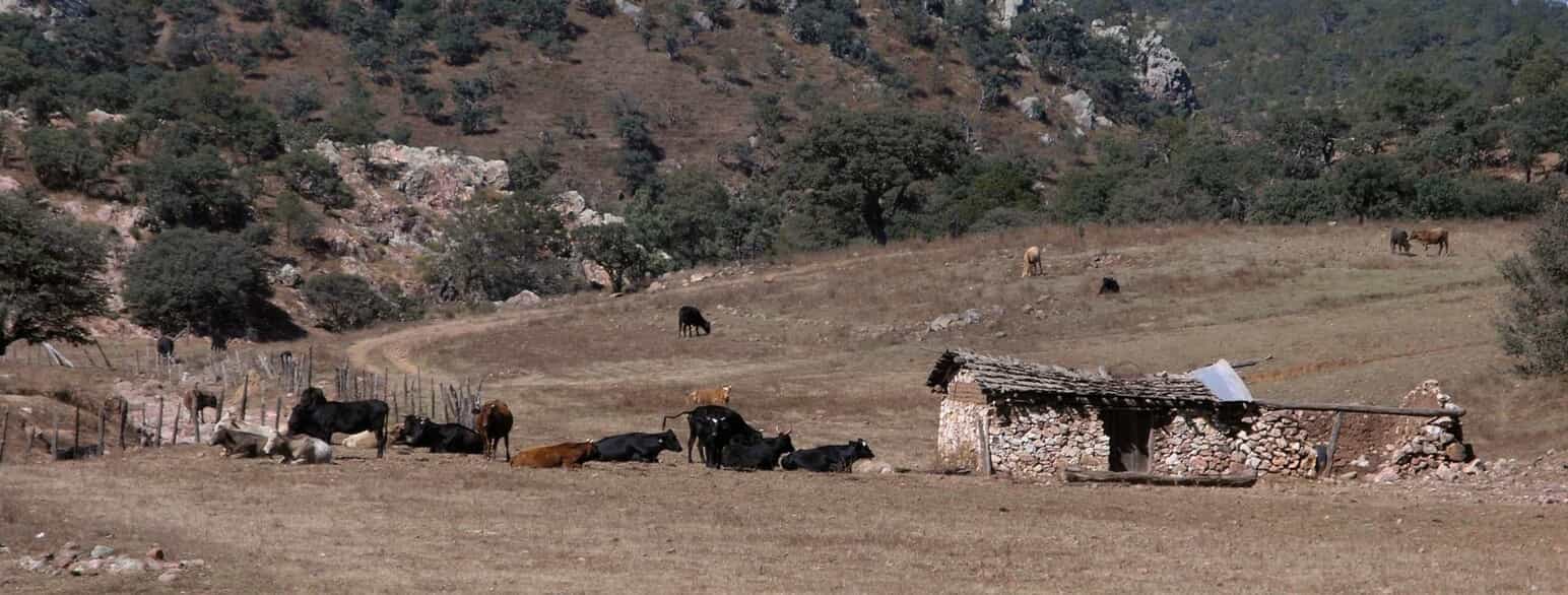 Kvæg græsser ved landsbyen Posta de Jihuites i det nordlige Durango