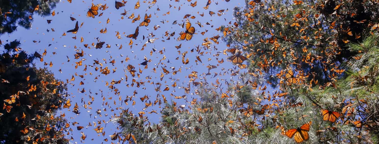 Monarksommerfugle (Danaus plexippus) overvintrer i fyrreskovene i Reserva de la Biósfera Santuario Mariposa Monarca