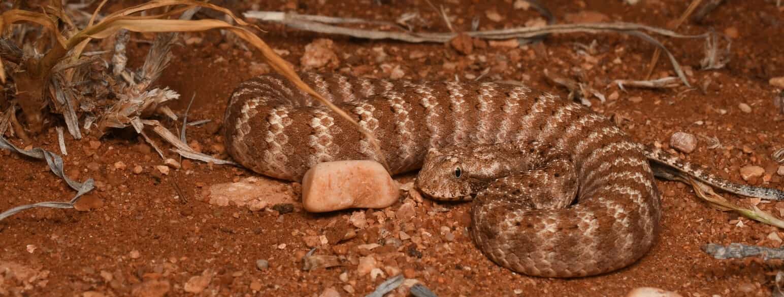 Dødsormen Acanthophis wellsi kendes kun fra to bjergkæder i Pilbara-regionen i det nordvestlige Australien