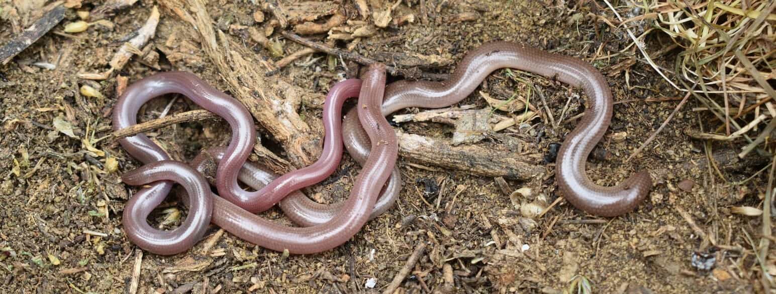 Den europæiske ormeslange (Xerotyphlops vermicularis) er den eneste ormeslange i Europa. Her findes den bl.a. på Balkanhalvøen og De Ægæiske Øer