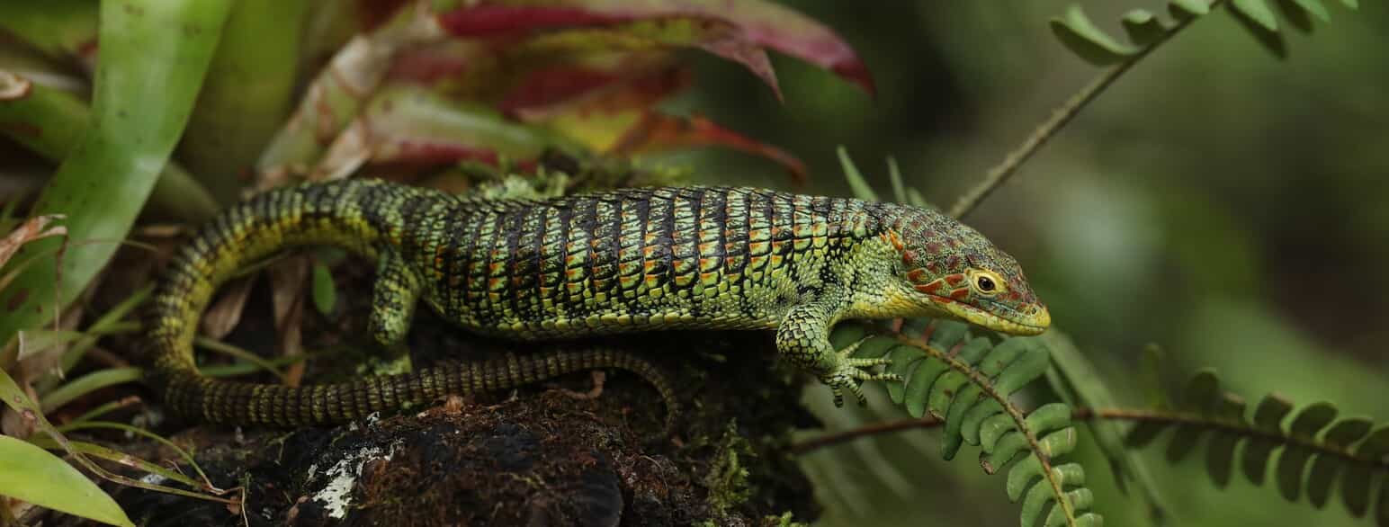 Abronia vasconcelosii er en trælevende alligatorøgle fra Guatemalas højland