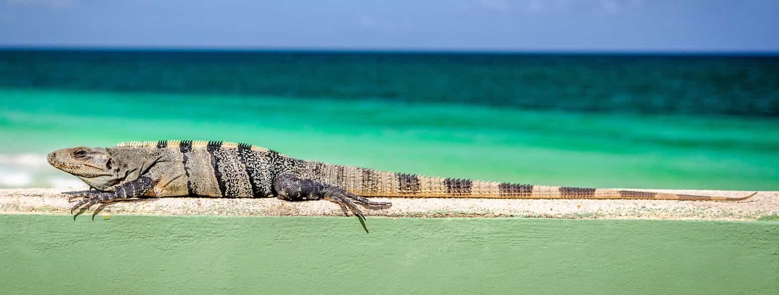 En sort leguan (Ctenosaura similis) soler sig på Isla Pájaros, Quintana Roo