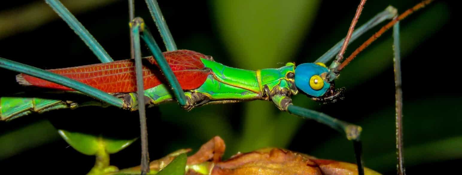 Decidia magnifica er en meget farvestrålende vandrende pind fra det centrale Colombia