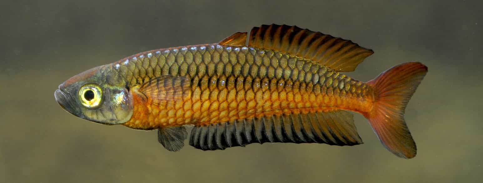 Regnbuefisken Rhadinocentrus ornatus er udbredt i det østlige Australien. Den tilhører familien Melanotaeniidae
