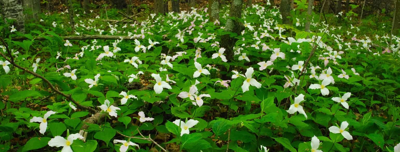 Storblomstret treblad (Trillium grandiflorum) blomstrer på skovbunden i Wisconsin, USA