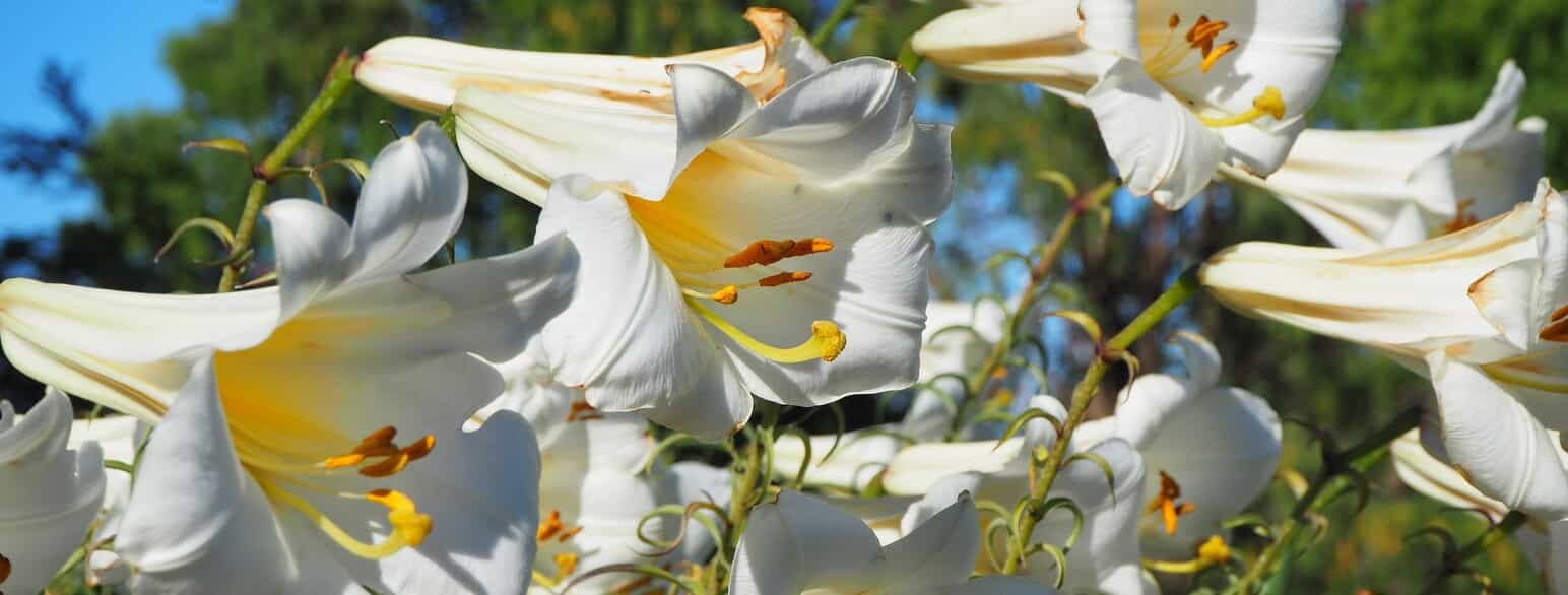 Kongelilje (Lilium regale) er en stor, hvidblomstret lilje fra det vestlige Sichuan, Kina