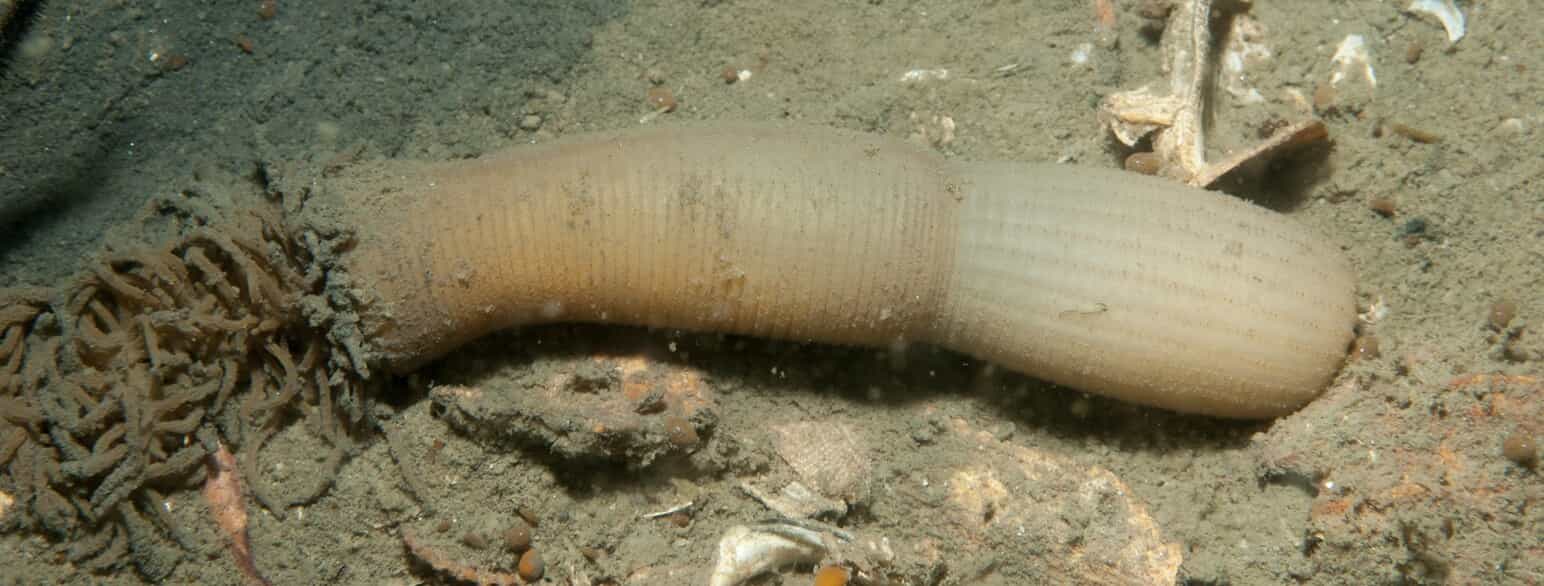 Frynsehalet pølseorm (Priapulus caudatus) lever nedgravet i havbunden