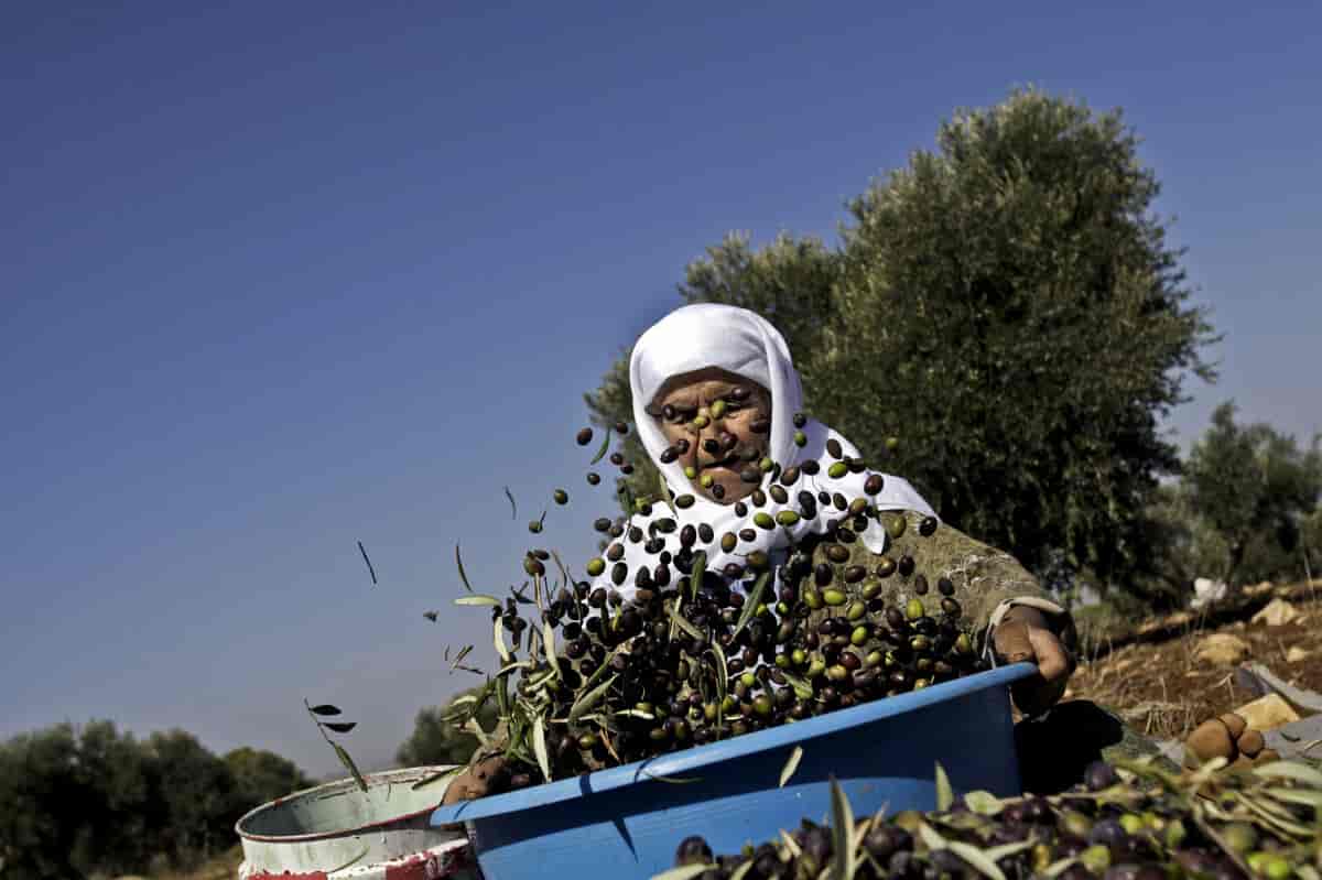 Olivenhøst i Palæstina.