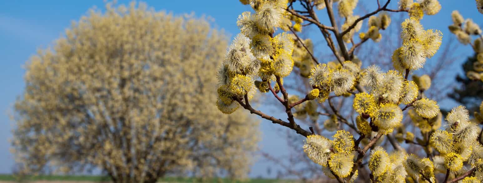 Hanblomster af seljepil (Salix caprea). I baggrunden ses et helt træ fyldt med blomster 