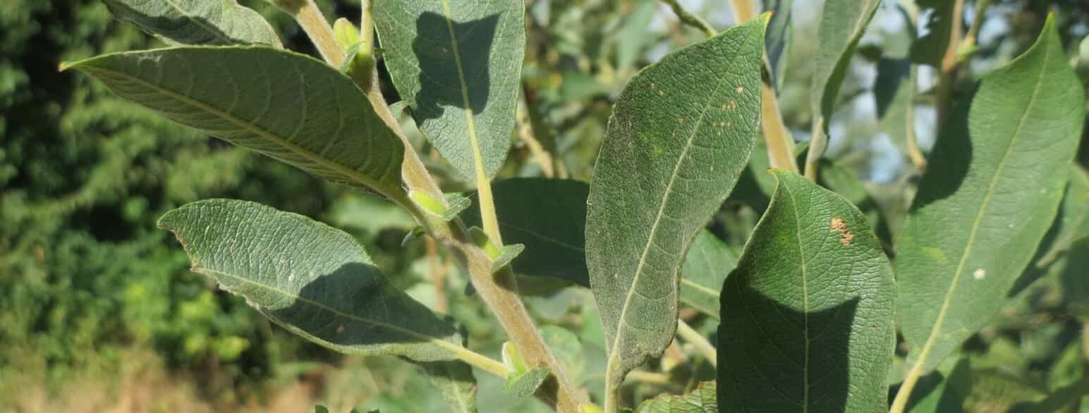 Gråpil (Salix cinerea) har gråfiltede grene og blade