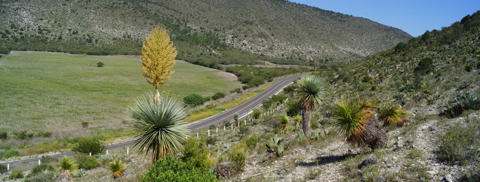 Tørt bjerglandskab langs landevejen mellem Palmillas og Miquihuana i det vestlige Tamaulipas