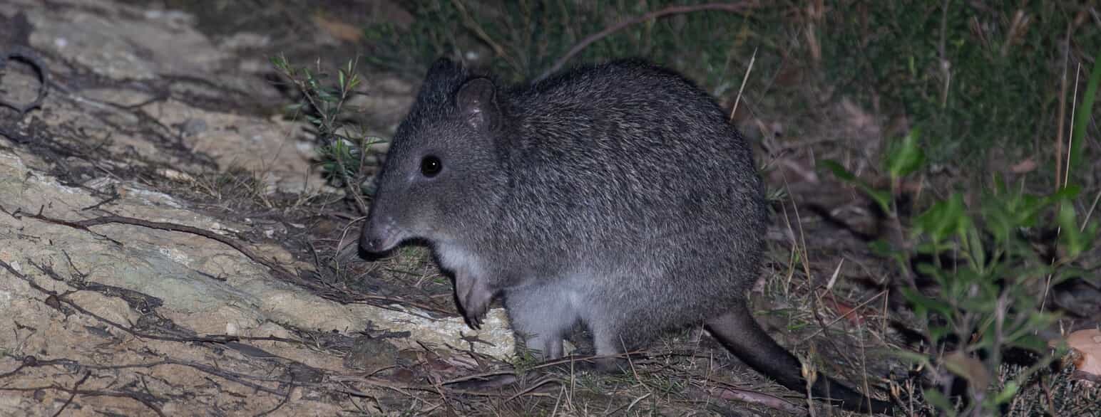 Potorous tridactylus er en langnæset rottekænguru fra det sydøstlige Australien og Tasmanien. Den er på størrelse med en kanin
