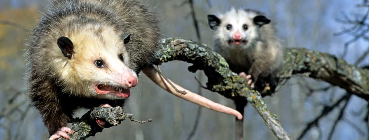 Den nordamerikanske opossum (Didelphis virginiana) holder ofte til nær menneskelig beboelse, hvor den af mange betragtes som et skadedyr